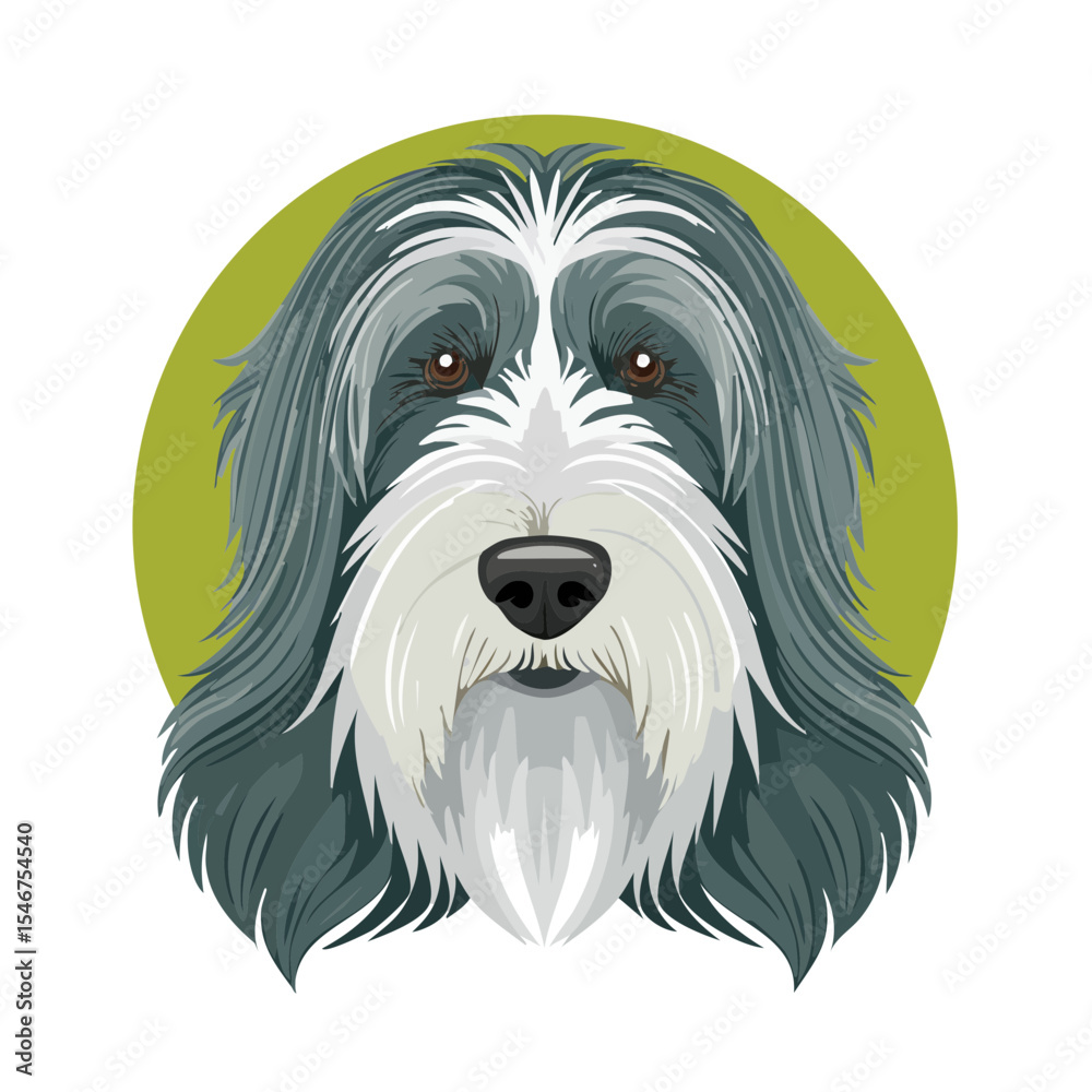Charming Portrait of a Bearded Collie with a Stylish Hairstyle Charming Portrait of a Bearded Collie with a Stylish Hairstyle