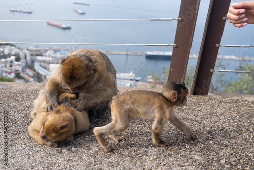 A family of Gibraltar maggots with a baby monkey 