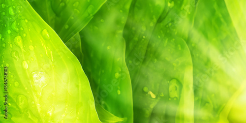Luminous blurred design, green summer design wallpaper, spring light green blur background