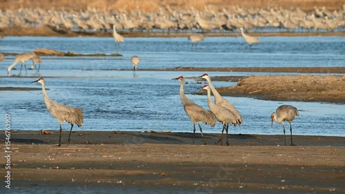 Sandhill Cranes on a sandbar on the Platte river calling and displaying 