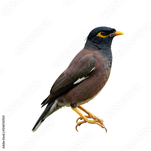 Common myna Bird isolated on transparent background, PNG 