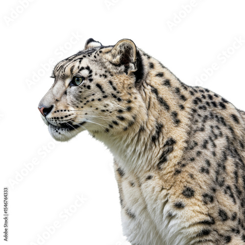 Close-up Of Snow Leopard isolated on transparent background, PNG  