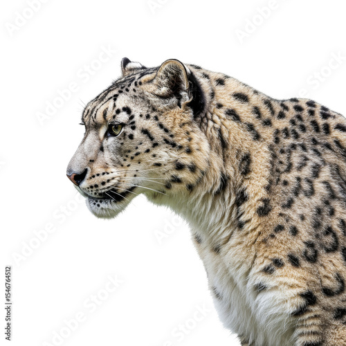 Close-up Of Snow Leopard isolated on transparent background, PNG  