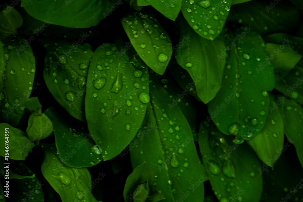 Fototapeta premium Rain Drops Drip Down Deep Green Leaves