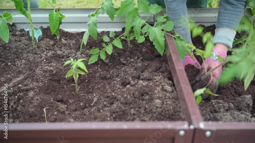 Tomato plant, Planting vegetables, Farm business. Hands of a farmer while planting a plant in a vegetable garden.