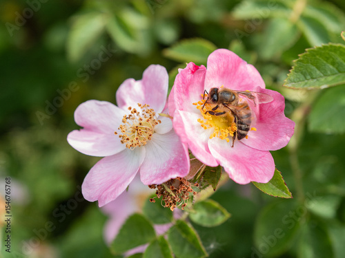 Small pink roes with green leaves and a bee