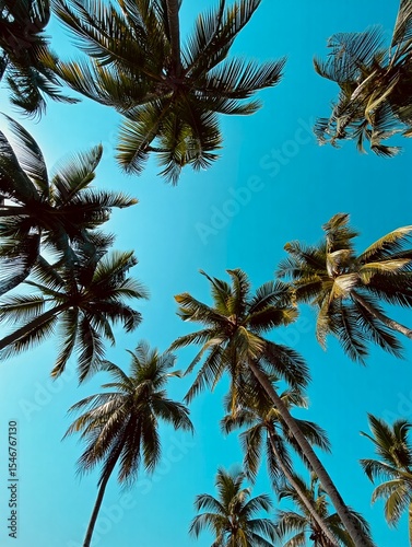 Tropical palm trees against a vibrant blue sky free beach background