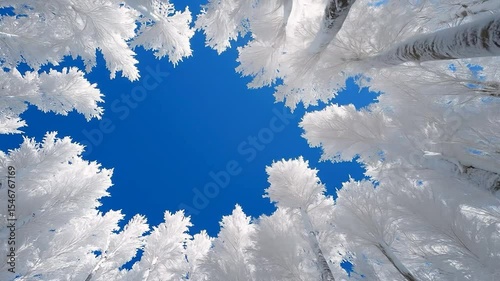 Winter Wonderland Upward View: Looking up through snow-laden trees towards a vibrant blue winter sky, creating a breathtaking winter scene. 