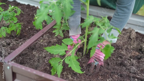 Tomato plant, Planting vegetables, Farm business. Hands of a farmer while planting a plant in a vegetable garden.