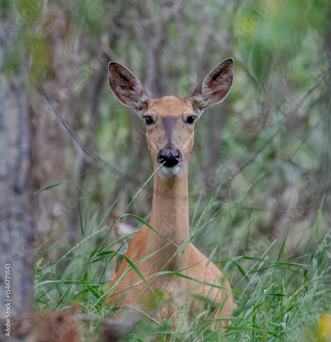 Startled Deer
