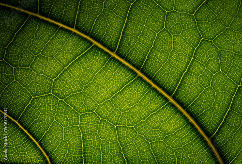 Green leaf texture & macro 