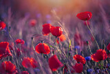 Kwiaty polne, czerwone maki, letnia polana, kolor - czerwień, efekt bokeh. Tło kwiatowe lub ozdoba, dekoracja, tapeta do projektu