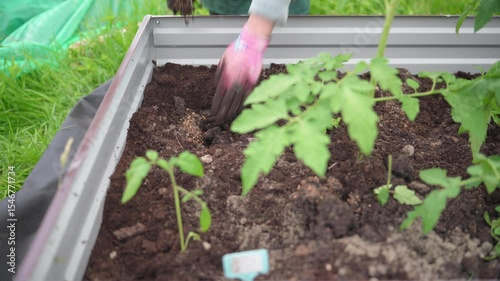 Tomato plant, Planting vegetables, Farm business. Hands of a farmer while planting a plant in a vegetable garden.
