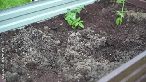 Tomato plant, Planting vegetables, Farm business. Hands of a farmer while planting a plant in a vegetable garden.