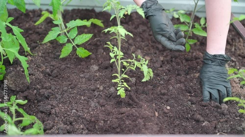 Tomato plant, Planting vegetables, Farm business. Hands of a farmer while planting a plant in a vegetable garden.