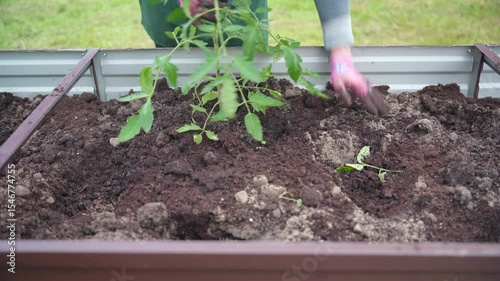 Tomato plant, Planting vegetables, Farm business. Hands of a farmer while planting a plant in a vegetable garden.