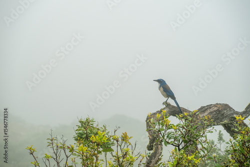 Soaked Islands Scrub-Jay Rests On Gnarly Trunk On Foggy Day