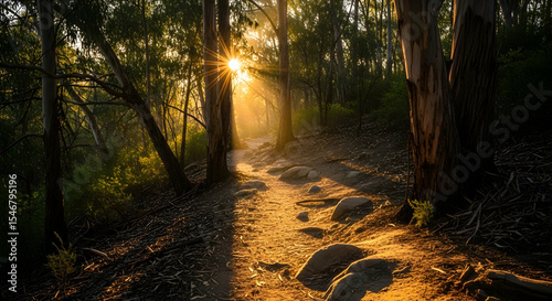 Golden Sunlight Illuminating Forest Path At Dusk Through Eucalyptus Trees