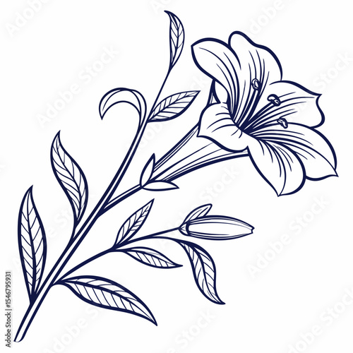 black and white  wishbone flower