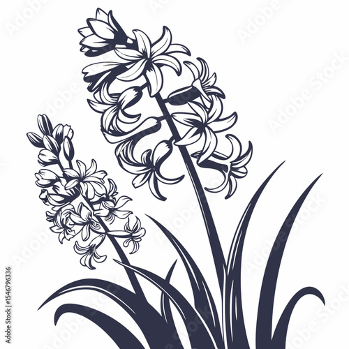black and white dutch hyacinth