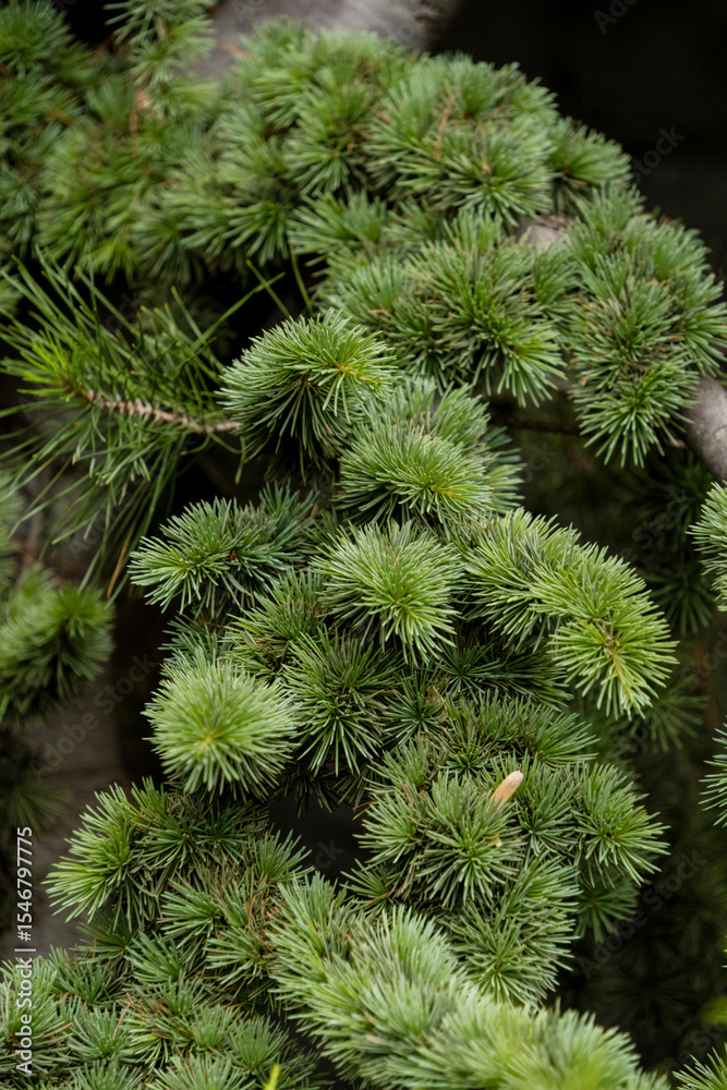 Fototapeta premium Mountain Pine Pumilio (Pinus mugo Pumilio)