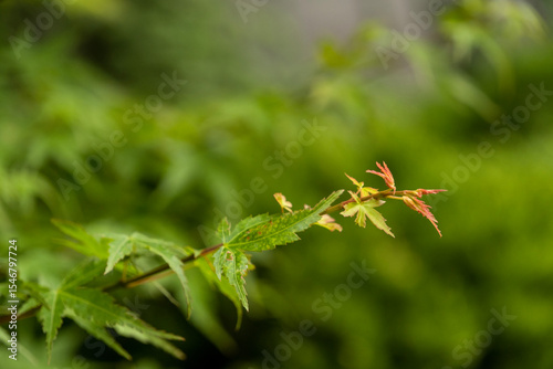 Japanese maple (Acer japonicum) is a perennial diurnal plant, selective focus
