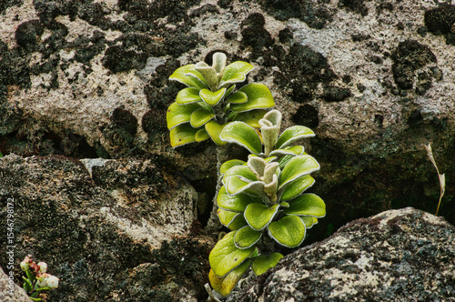 Young plants of Brachyglottis bidwillii (syn. Senecio bidwillii), a subalpine plant endemic to the mountains of North Island, New Zealand. Picture taken in Tongariro National Park
