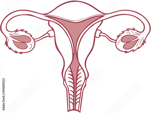 Detailed female anatomy silhouette isolated on white background