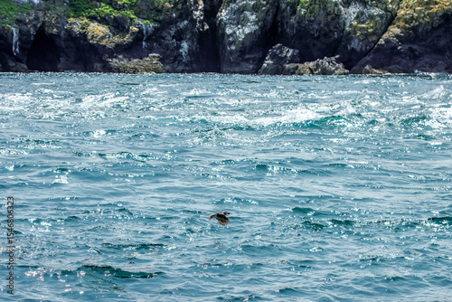 Wallpaper Mural Puffins in Skomer Island, Wales, UnitedKingdom Torontodigital.ca