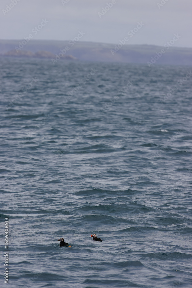 Fototapeta premium Puffins in Skomer Island, Wales, UnitedKingdom
