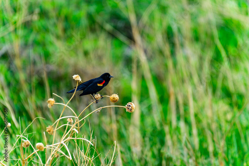 The red-winged blackbird (Agelaius phoeniceus), male small bird from the Passeriformes family sits on a reed stem against