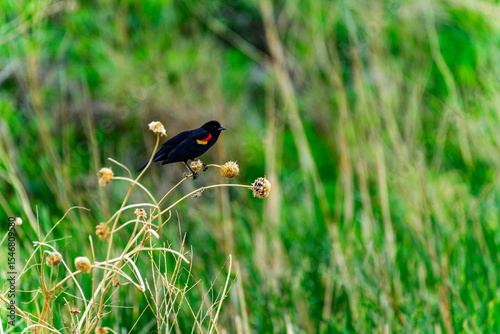 The red-winged blackbird (Agelaius phoeniceus), male small bird from the Passeriformes family sits on a reed stem against