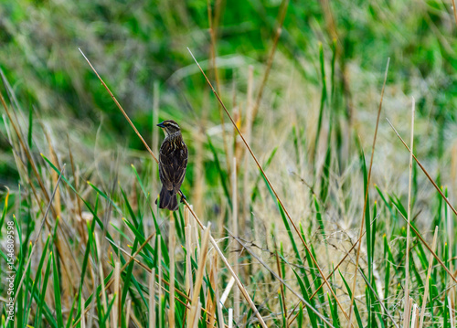 The red-winged blackbird (Agelaius phoeniceus), female small bird sits on reed stem on nature background