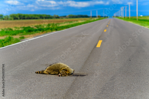 Car hit Raccoon on the road, environmental problem, USA