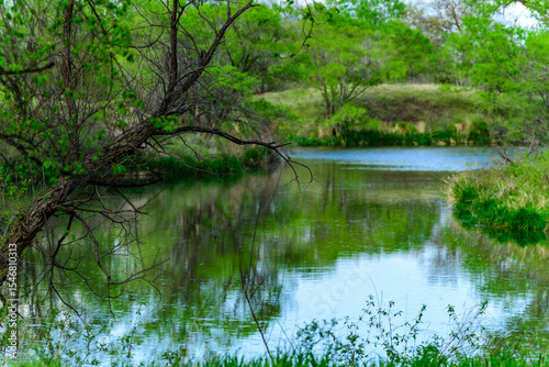 A small colorful lake in the forest with trees hanging over the water, forest landscape