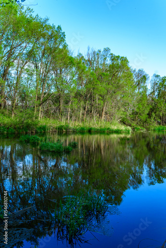 A small colorful lake in the forest with trees hanging over the water, forest landscape
