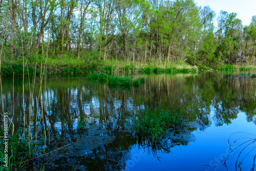 A small colorful lake in the forest with trees hanging over the water, forest landscape