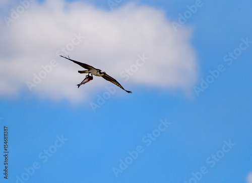 A large bird of prey flies against the backdrop of clouds with fish in its paws in Utah