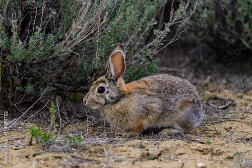 Sylvilagus audubonii, steppe rabbit eating grass near thorny bushes in the foothills of Utah