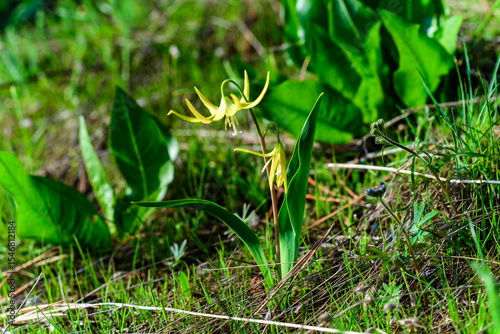 Wild plants and flowers, flora of the state of Oregon, USA