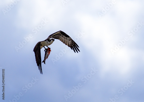 A large bird of prey flies against the backdrop of clouds with fish in its paws in Utah, USA