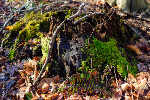 Green moss grows on an old rotten tree stump in Colorado, USA