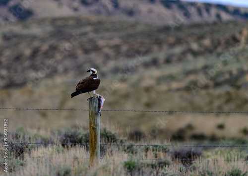 A large bird of prey rests on a wooden pole in the Utah desert with its catch of fish