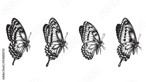Engraved butterfly illustration vintage insect flying wings nature detailed classic graphic outline black white design
