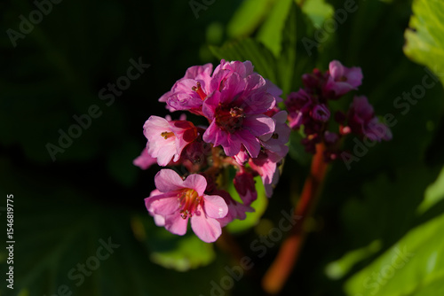 Delicate pink blossoms emerge from shadow into sunlight, capturing a serene mood of natural beauty and gentle warmth. Perfect for garden, floral, and spring themes.