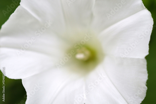 close up of white flower