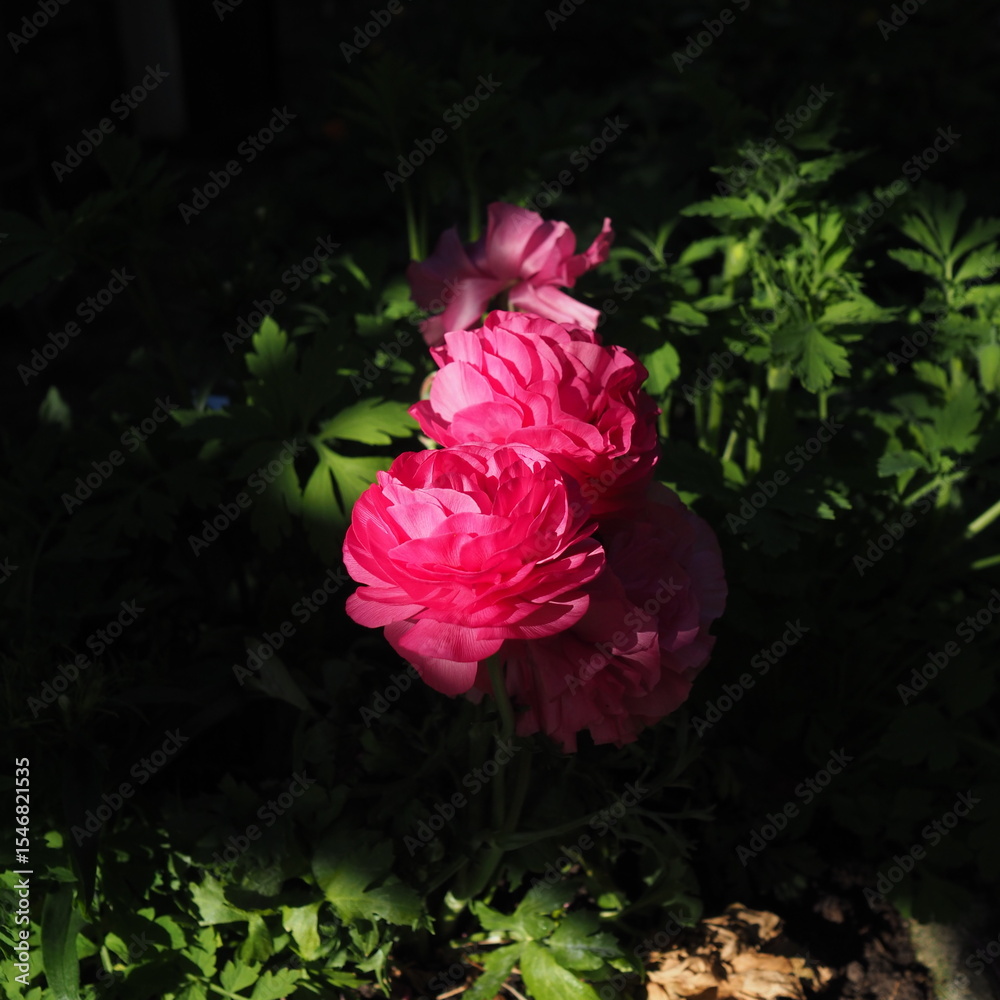 Obraz premium Pink flowers framed by shadows