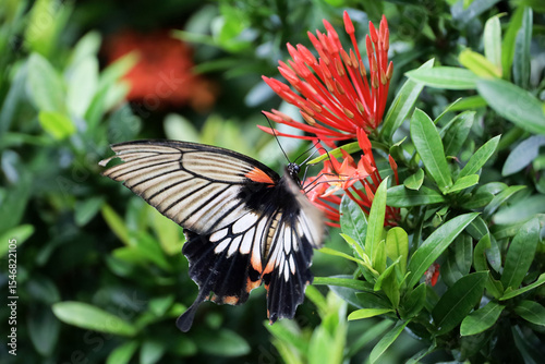 Papilio memnon, the great Mormon large butterfly on a tropical flower