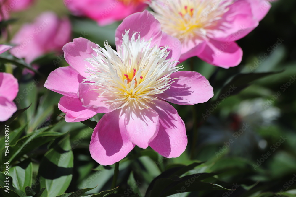 Fototapeta premium Pink peonies flower bloom in garden. Close up.