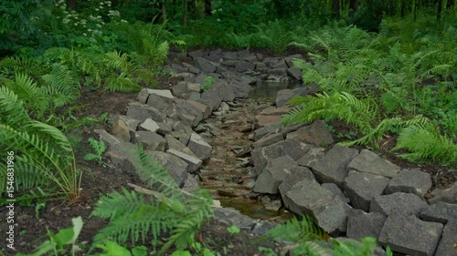 A Beautiful Natural Stream Meandering Through a Lush Forest, Surrounded by Vibrant Ferns and Rocks